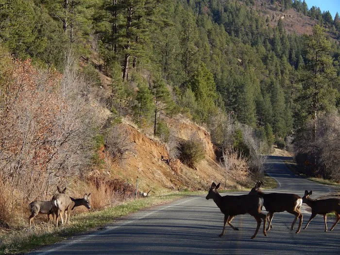Santa Fe National Forest Field Tract Campground 1
