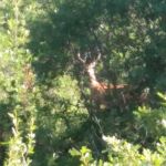 Middle Canjilon Campground