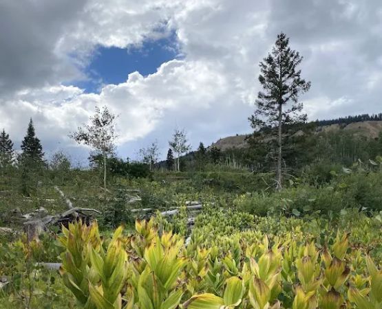 Canjilon Lakes (recgovnpsdata)