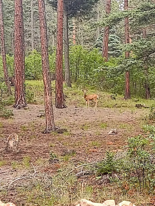 Hyde Memorial State Park Campground 9