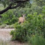 Willow Loop Campground