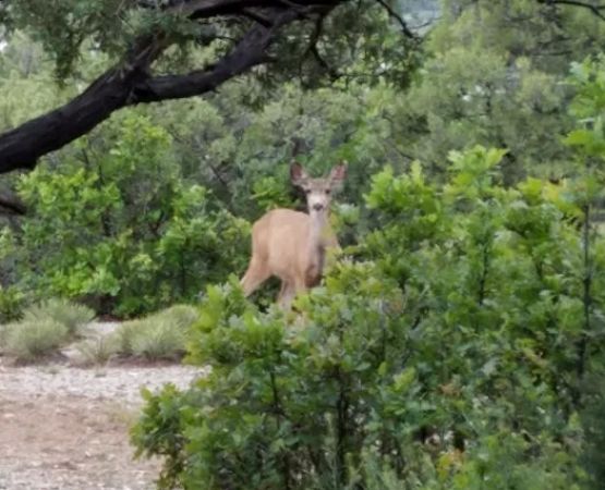 Willow Loop Campground