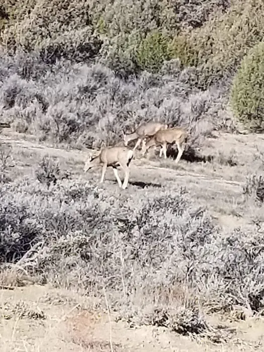 Willow Loop Campground 9
