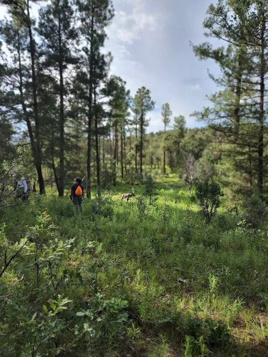 Camp of the Tall Pines 0