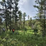 Camp of the Tall Pines