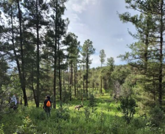 Camp of the Tall Pines