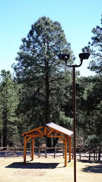 Camp of the Tall Pines 9
