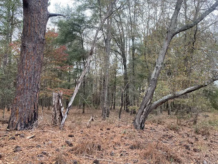 Hidden Forest RV Club 4