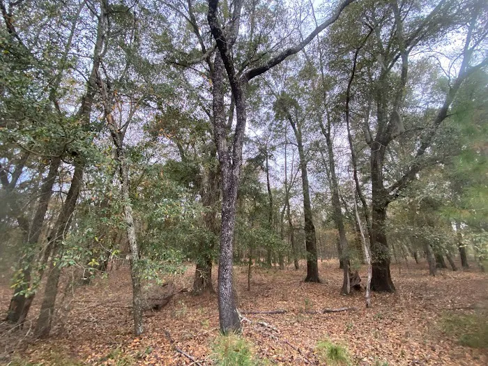 Hidden Forest RV Club 9