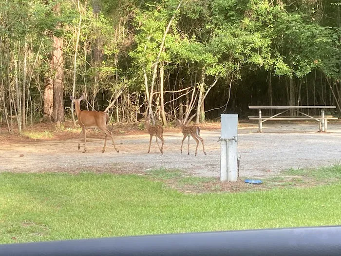 Timberline Glamping at Lake Blackshear 0