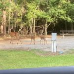Timberline Glamping at Lake Blackshear