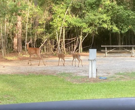 Timberline Glamping at Lake Blackshear
