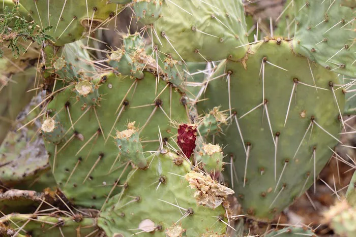 Redington Pass Dispersed 7