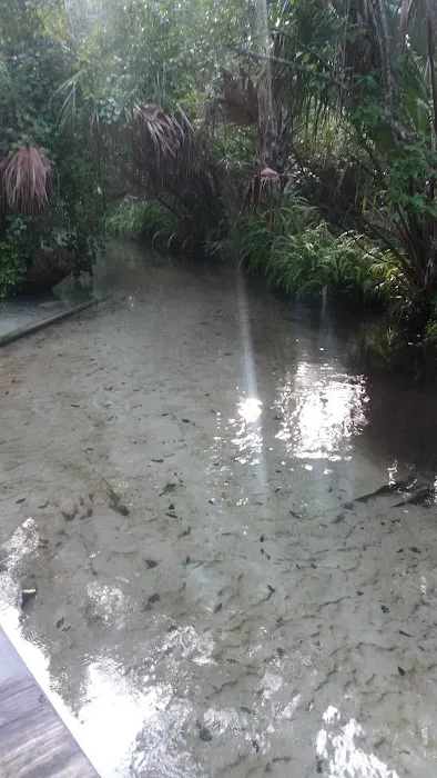 Juniper Springs Recreation Area 3