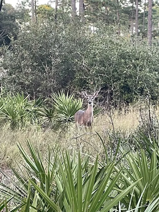 Faver-Dykes State Park Campground 7
