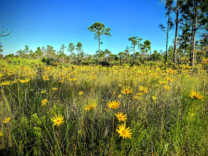Highlands Hammock State Park Campground 0