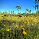 Highlands Hammock State Park Campground