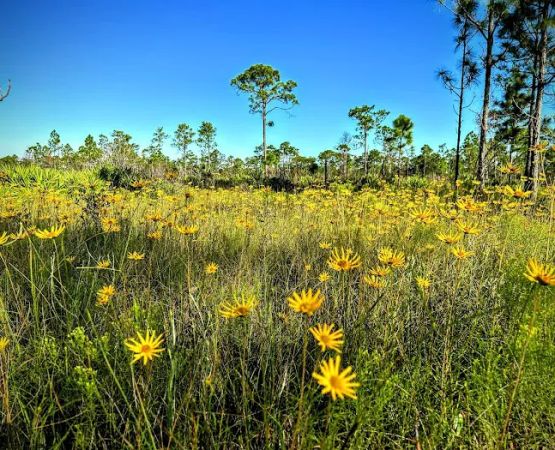 Highlands Hammock State Park Campground