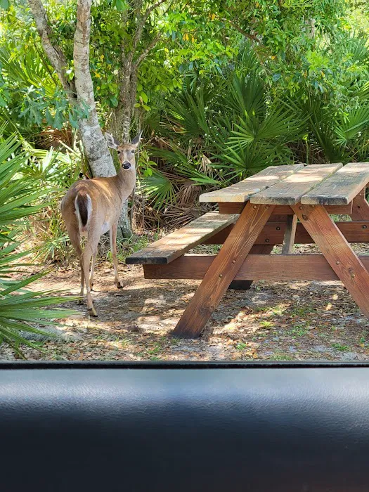 Highlands Hammock State Park Campground 8