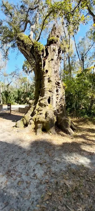 Youth Camp, Highlands Hammock State Park 0