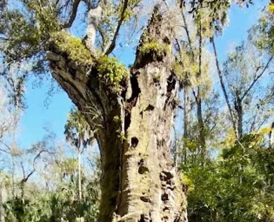 Youth Camp, Highlands Hammock State Park