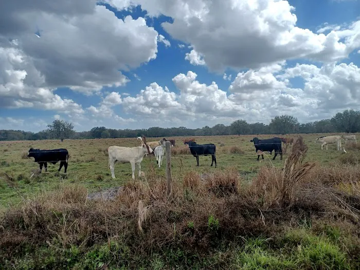 Hickory Hammock Equestrian Campground 1