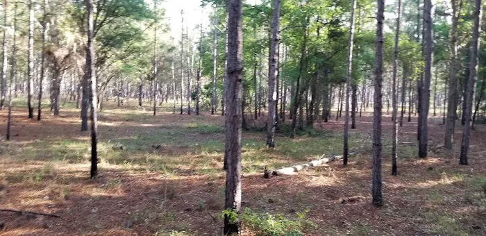Bearhead Hammock Recreational Area 7