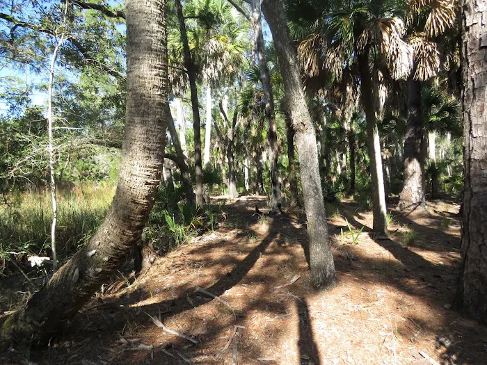 Pinhook River Campsite 1