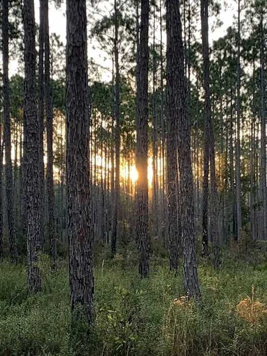 Womack Creek Campground 4