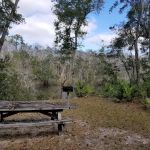 Hitchcock Lake Campground