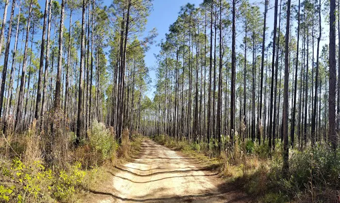 Davenport Landing Trailhead, Ocala National Forest 4