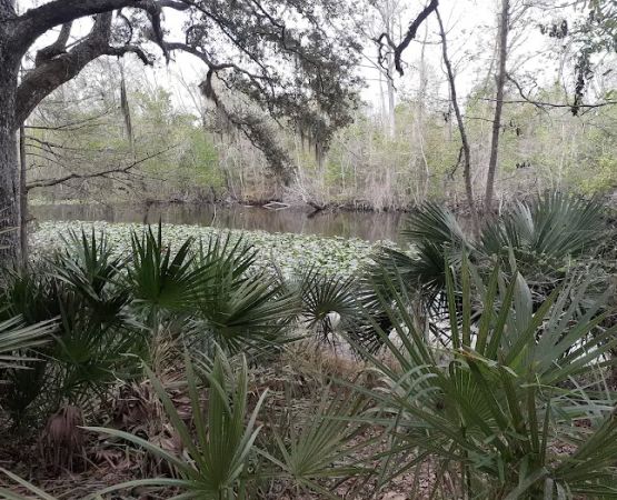 Davenport Landing Trailhead, Ocala National Forest