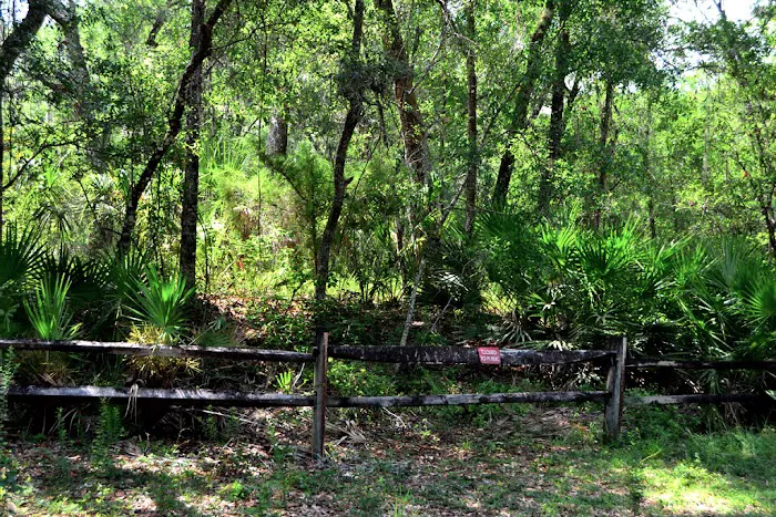 Davenport Landing Trailhead, Ocala National Forest 6