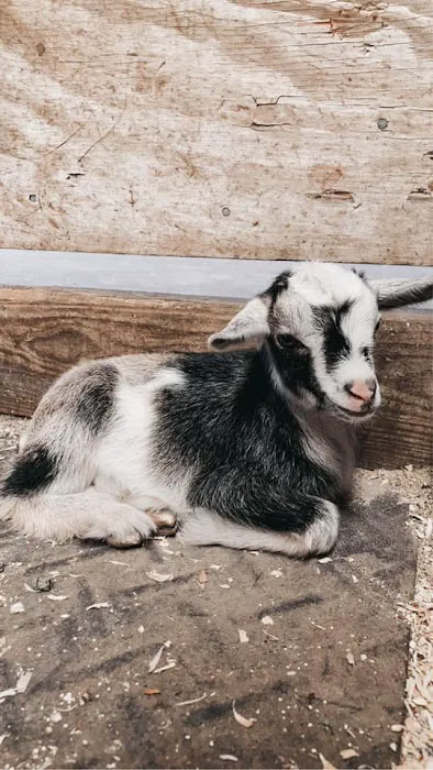 Collins Farm 5
