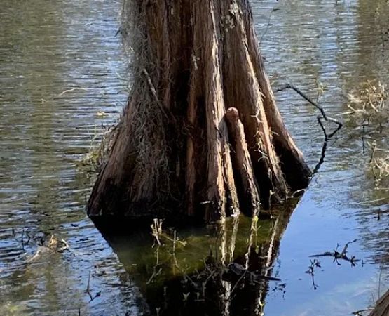 Live Oak Landing