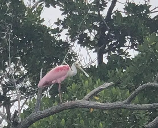 Rabbit Key Campsite