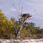 Pavilion Key Campsite