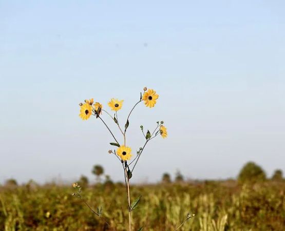 Big Cypress Indian Reservation