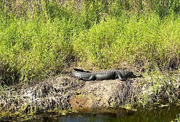 Big Cypress Indian Reservation 2