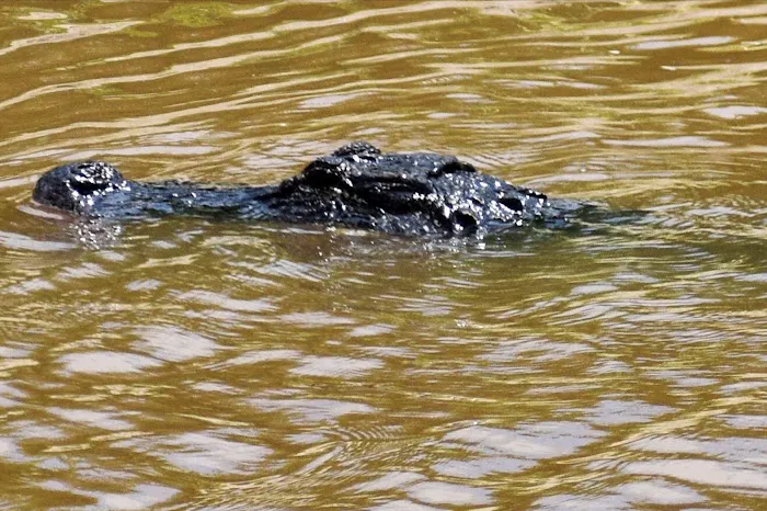 Big Cypress Indian Reservation 1
