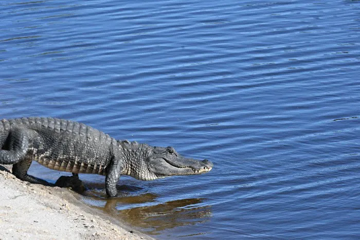 Big Cypress Indian Reservation 5