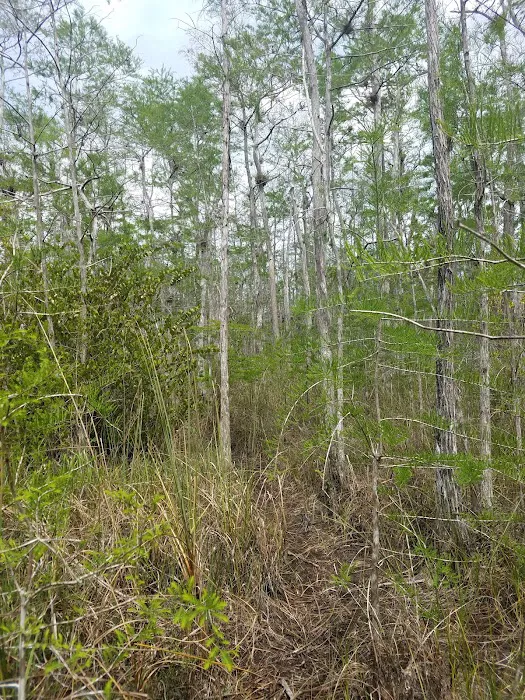 Frog Hammock Camp 3