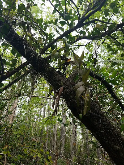 Frog Hammock Camp 2