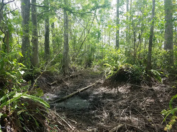 Frog Hammock Camp 1