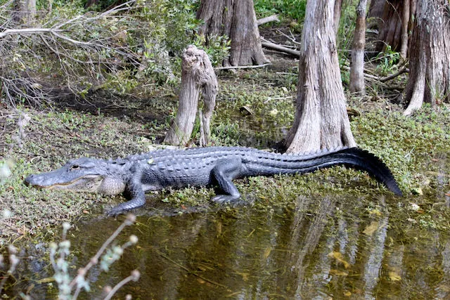 Mitchell Landing Big Cypress National Preserve 6