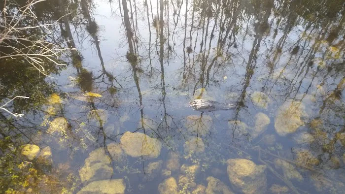 Mitchell Landing Big Cypress National Preserve 4