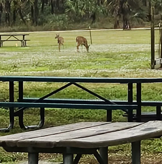 Picayune Strand State Forest Campground 4