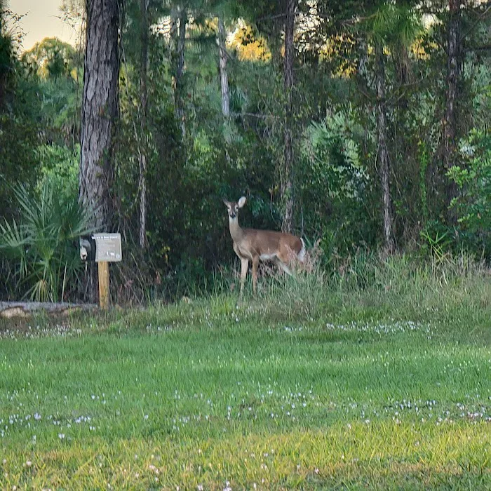 Picayune Strand State Forest Campground 6
