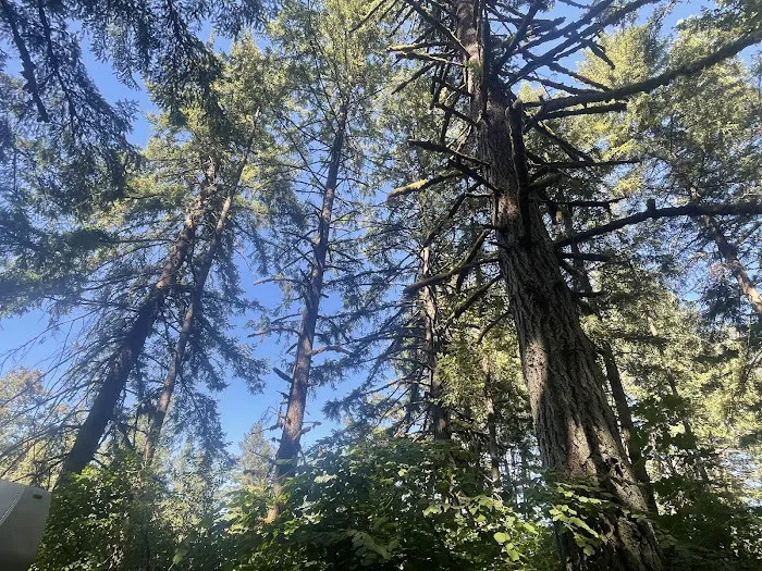 Milo Mclver State Park Campground 5