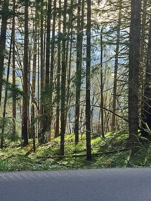 Milo Mclver State Park Campground 9